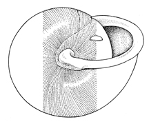 M. zaletus illustration - bottom